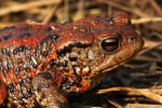 Gewone pad (Bufo bufo), Loofles